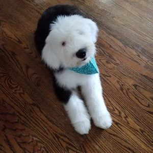 Meet your Posher, James